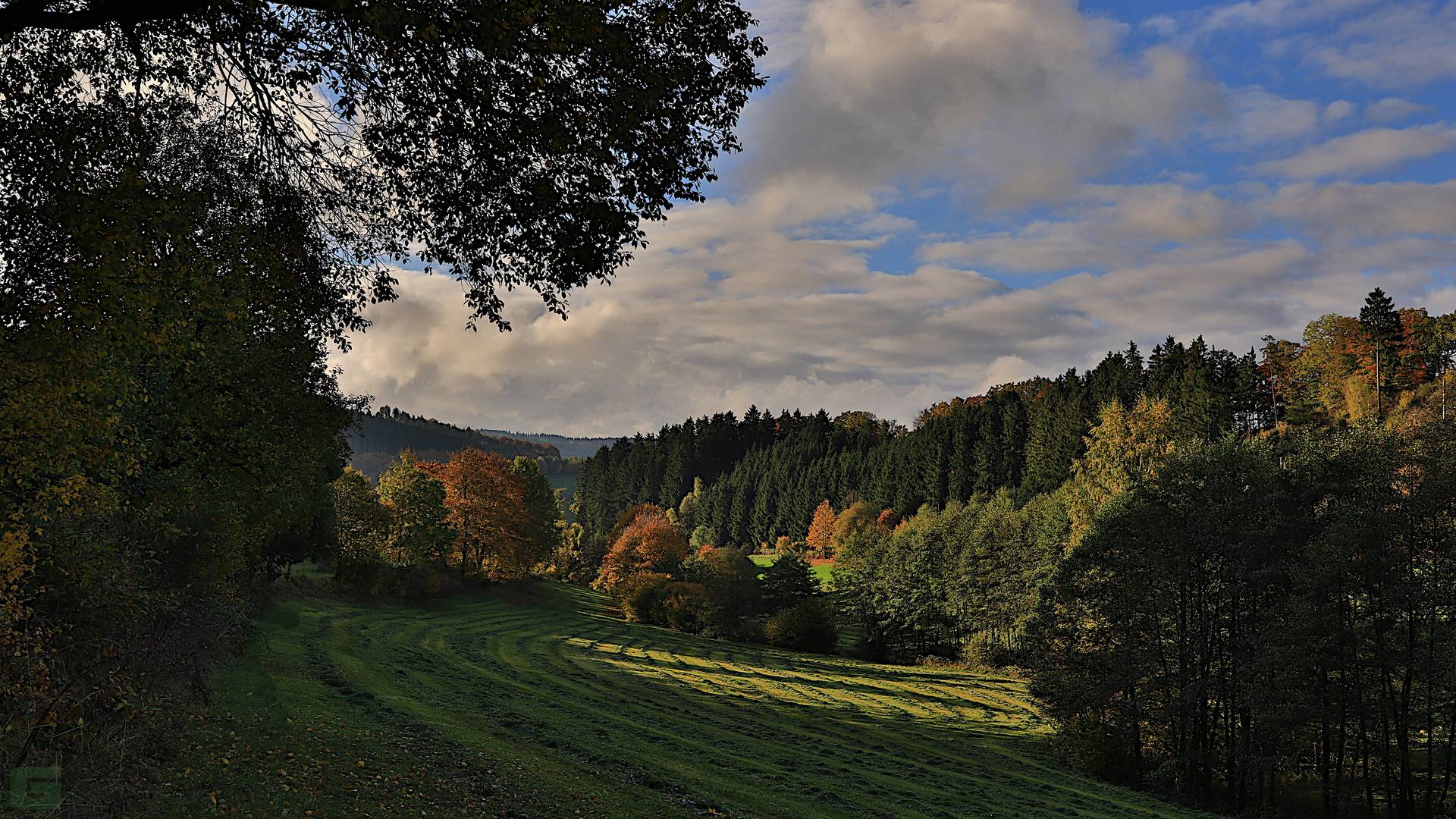 Kicked out of the woods